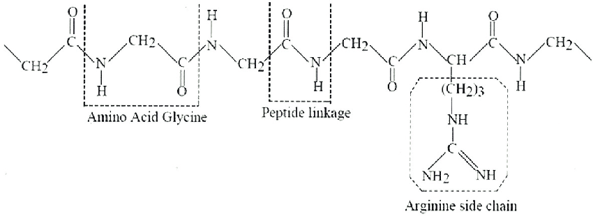 Peptides for Research in the USA – Legal & Scientific Guide
